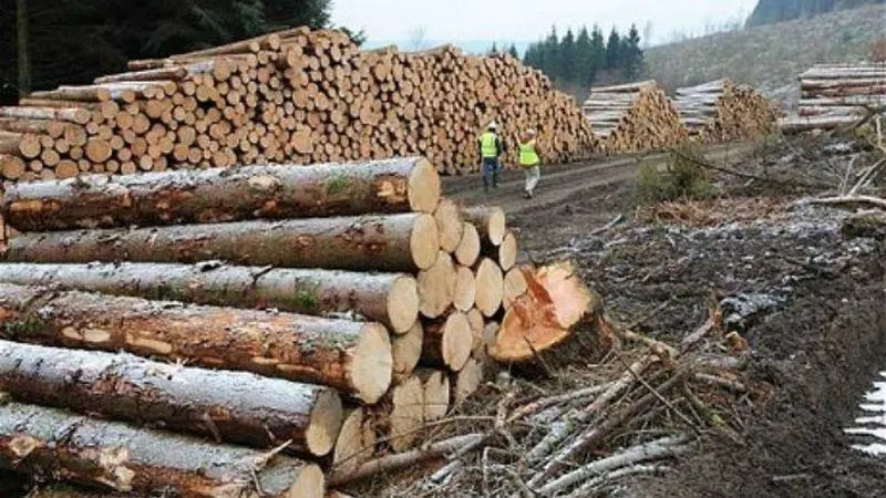 Contre între PSD și PNL, în Senat, cu privire la interzicerea exportului de lemn și produse agricole