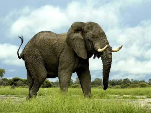 UN ELEFANT PE SARMA?