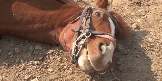 Polemici cu Ion Cristoiu: PSD nu e un cal mort. E doar adormit