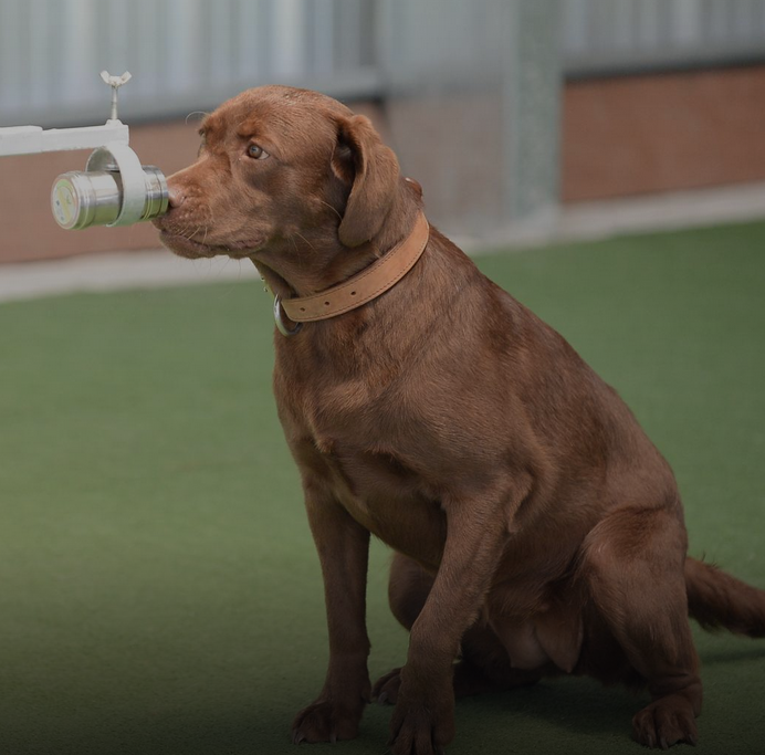 Labradorii pot detecta bolnavii de COVID-19, mirosind sudoarea acestora