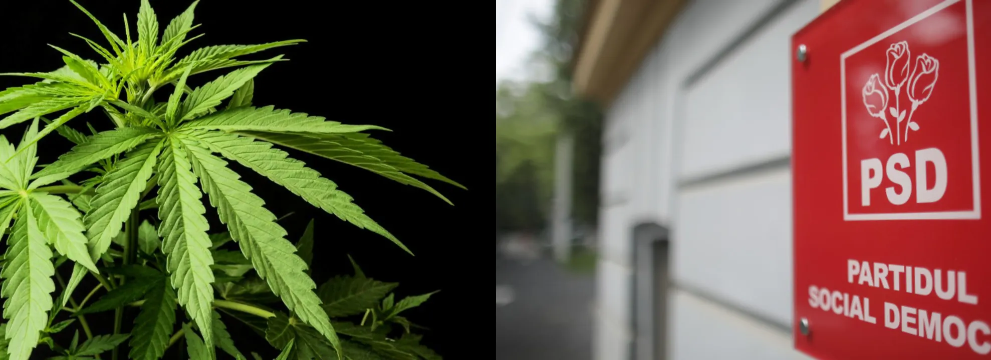 psd marijuana