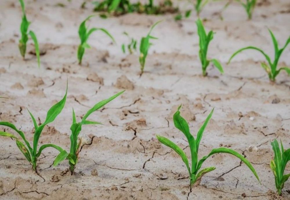 Ministrul Oroș a trimis Comisiei Eurooene planurile de irigații ale lui Nicole Ceausescu