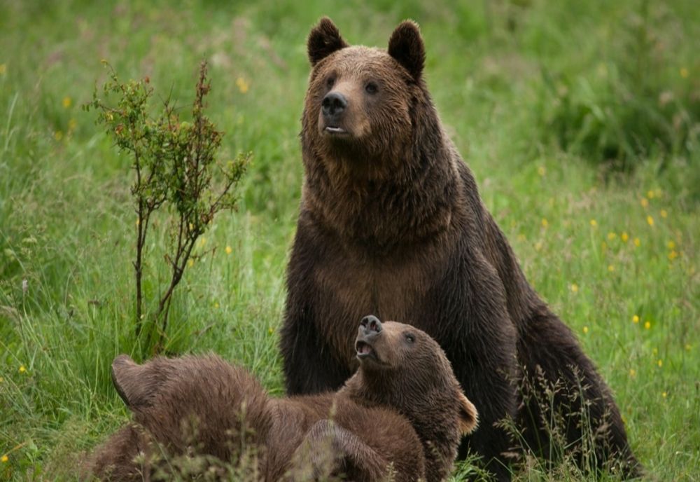 Miron Mitrea: vânătoarea asigură sănătatea speciilor