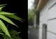 PSD vrea legalizarea marijuanei în scopuri medicinale