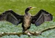 Petre Daea vrea să scoată cormoranii din lacurile fiicei, cu mâna altor parlamentari